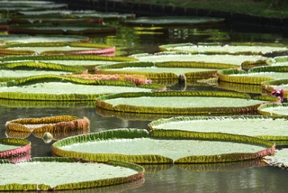 Botanischer Garten von Pamplemousse